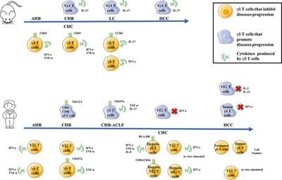 Diverse Functions of γδ T Cells in the Progression of Hepatitis B Virus and Hepatitis C Virus Infection